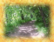 forest path pic