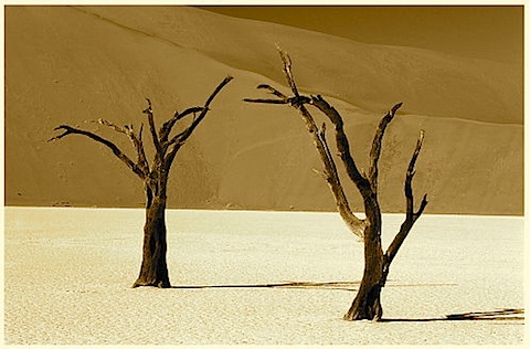 Namib-desert