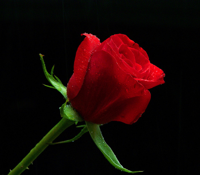 bông hồng đỏ