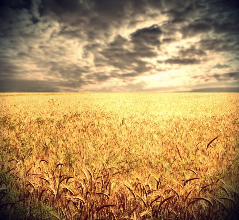 great harvest great harvest